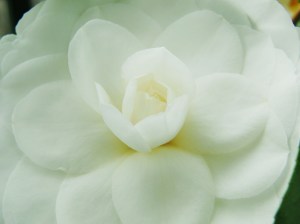 Daniela Beretta Primavera