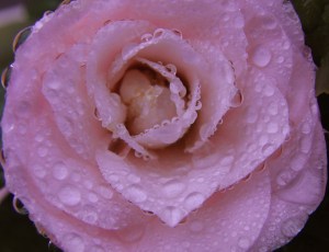 Giulia Vavassori Pantone