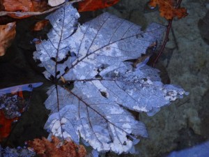 Nicola Vinci 158 Autunno e Inverno